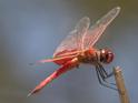 Tramea eurybia (Dune Glider)-3.jpg